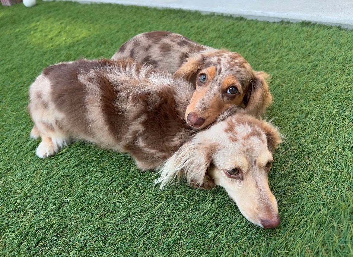 Parent pair Atlas & Willow at Doxie Pups Creek