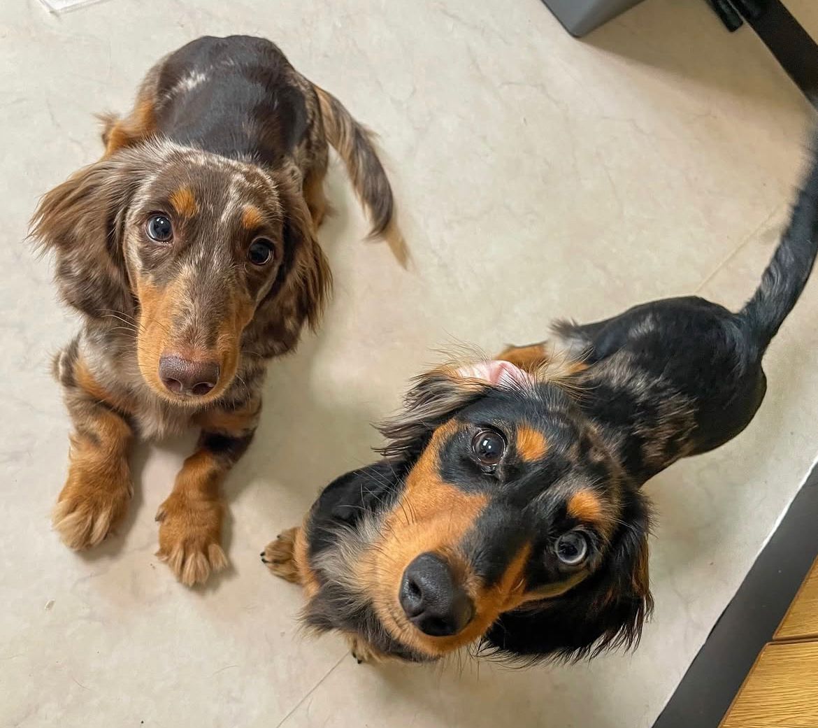 Parent pair Milo & Hazel at Doxie Pups Creek
