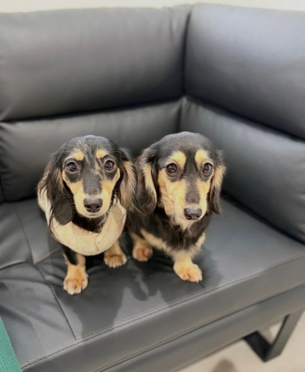 Parent pair Copper & Bella at Doxie Pups Creek