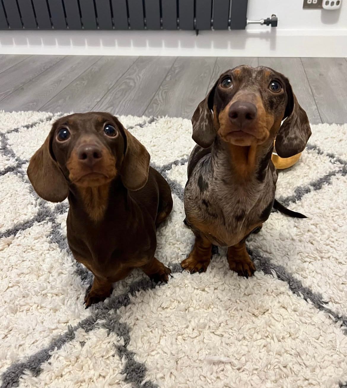 Parent pair Frankie & Lilly at Doxie Pups Creek